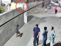 Ibu dan Anak di Pakistan Diterkam Singa yang Lepas dari Kandang