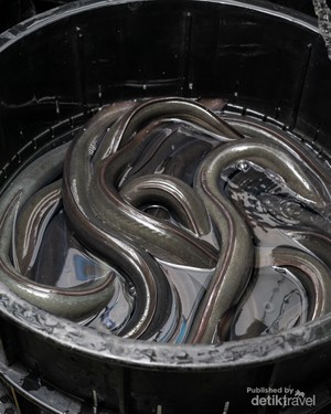 Mengenal Unagi khas Jepang dan Keunikannya
