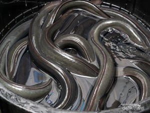 Mengenal Unagi khas Jepang dan Keunikannya