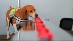 Anjing Pelacak Jadi Garda Terdepan Meksiko Hadapi Wabah Ulat Pemakan Daging