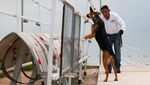 Anjing Pelacak Jadi Garda Terdepan Meksiko Hadapi Wabah Ulat Pemakan Daging