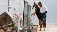 Sebagian besar anjing diselamatkan dari tempat penampungan. Anak anjing yang galak, suka mencuri makanan dari meja, tak pernah tenang, dan selalu ingin bermain adalah kandidat yang tepat. Foto: REUTERS/Raquel Cunha