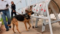 Cesar Dangu, kepala pusat pelatihan anjing Ceacan mengatakan, tidak semua anjing menyukai aroma ulat sekrup, hama yang menyerang ternak dan satwa liar serta membawa belatung yang menggali ke dalam kulit hewan hidup, menyebabkan kerusakan serius dan seringkali fatal. Beberapa anjing akan menolak mendekati aroma tersebut, sehingga anjing yang menyukainya semakin berharga dalam menjalankan tugasnya. Foto: REUTERS/Raquel Cunha