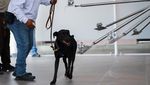 Anjing Pelacak Jadi Garda Terdepan Meksiko Hadapi Wabah Ulat Pemakan Daging