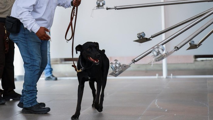 Hummer, a young mixed breed dog, practices detecting screwworm, a pest that infests livestock, in a training apparatus at the canine training center Ceacan, in Tecamac on the outskirts of Mexico City, Mexico July 10,2025. REUTERS/Raquel Cunha