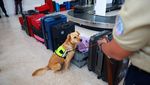 Anjing Pelacak Jadi Garda Terdepan Meksiko Hadapi Wabah Ulat Pemakan Daging