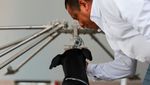 Anjing Pelacak Jadi Garda Terdepan Meksiko Hadapi Wabah Ulat Pemakan Daging
