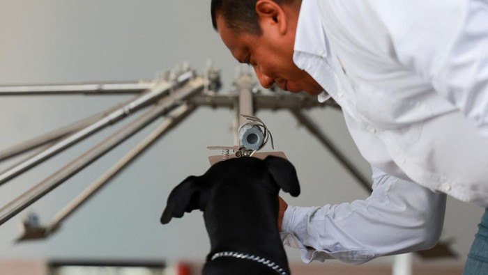 Anjing Pelacak Jadi Garda Terdepan Meksiko Hadapi Wabah Ulat Pemakan Daging Hummer, a young mixed breed dog, practices detecting screwworm, a pest that infests livestock, in a training apparatus at the canine training center Ceacan, in Tecamac on the outskirts of Mexico City, Mexico July 10,2025. REUTERS/Raquel Cunha