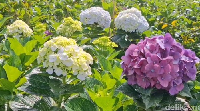 Bunga Hortensia yang berubah warna kecokelatan karena imbas cuaca buruk.
