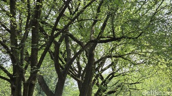 Mengabadikan suasana di Central Park. Foto: Adi Fida Rahman/detiKINET