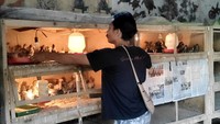 Peternak Ngamuk Harga Jual Ayam Turun, Ini Biang Keroknya!