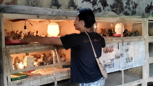 I Gusti Ketut Adi Putra, peternak asal Banjar Keraman, Desa Abiansemal, Badung, saat memberikan pakan ayam caru di kandang dekat rumahnya di Banjar Keraman, Abiansemal, Badung, Minggu sore. (Agus Eka/detikBali)