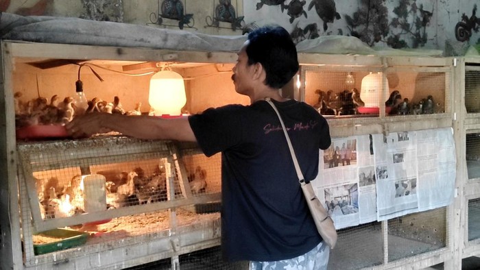 I Gusti Ketut Adi Putra, peternak asal Banjar Keraman, Desa Abiansemal, Badung, saat memberikan pakan ayam caru di kandang dekat rumahnya di Banjar Keraman, Abiansemal, Badung, Minggu sore. (Agus Eka/detikBali)