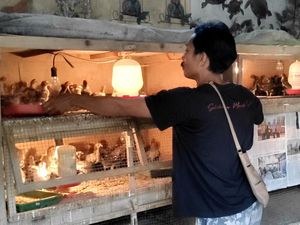 Peternak Ngamuk Harga Jual Ayam Turun, Ini Biang Keroknya!
