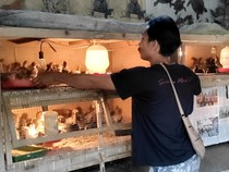Kisah Pebisnis Ayam Caru di Badung, Minim Dilirik tapi Banyak Dibutuhkan