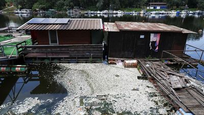 Ikan-ikan Mati di Sungai Sava Picu Kekhawatiran akan Krisis Lingkungan