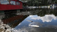 Sejumlah ikan mati tampak mengambang di permukaan air yang keruh di muara Sungai Sava. Foto: REUTERS/Zorana Jevtic