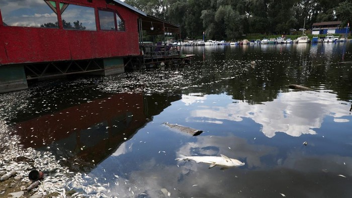 Dead fish float on the water following a fish die-off, which experts believe could be a result of low water levels due to drought, combined with high water temperature and pollution that likely led to oxygen starvation, at the Sava River inlet, in Belgrade, Serbia, July 11, 2025. REUTERS/Zorana Jevtic