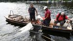 Ikan-ikan Mati di Sungai Sava Picu Kekhawatiran akan Krisis Lingkungan