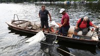 Seorang pria menggunakan jaring untuk membersihkan ikan mati yang mengapung di air. Foto: REUTERS/Zorana Jevtic