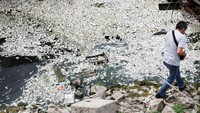 Ikan-ikan mati mengapung di muara Sungai Sava, di Beograd, Serbia, 11 Juli 2025. Para ahli menduga kematian massal ikan tersebut disebabkan oleh rendahnya permukaan air akibat kekeringan, ditambah dengan suhu air yang tinggi dan polusi yang kemungkinan menyebabkan kekurangan oksigen. Foto: REUTERS/Zorana Jevtic