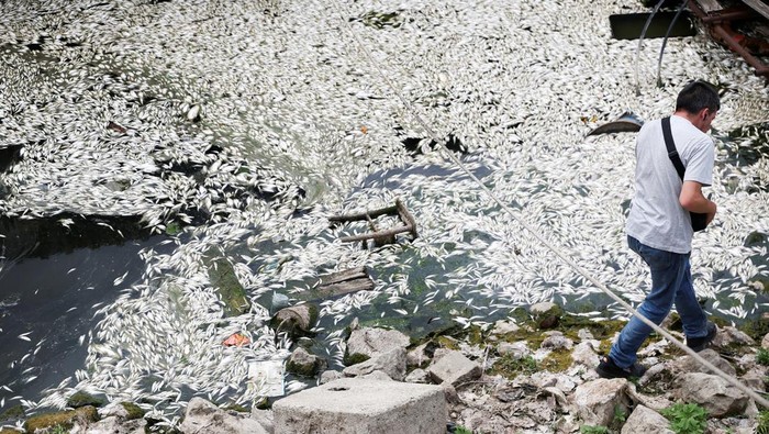 Ikan-ikan Mati di Sungai Sava Picu Kekhawatiran akan Krisis Lingkungan Dead fish float on the water following a fish die-off, which experts believe could be a result of low water levels due to drought, combined with high water temperature and pollution that likely led to oxygen starvation, at the Sava River inlet, in Belgrade, Serbia, July 11, 2025. REUTERS/Zorana Jevtic