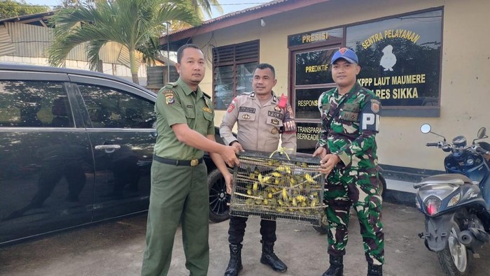 Petugas saat menggagalkan ribuan burung Pleci Kacamata Jawa (Zosterops Flavus) di Pelabuhan Lorens Say Maumere, Kabupaten Sikka, NTT, Sabtu (12/7/2025). (Dok. BBKSDA NTT)