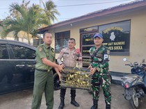 Gagal Diselundupkan ke Surabaya, 1.260 Burung Dilindungi Disita di Maumere