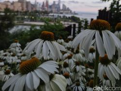 Galaxy Z Flip7 Diajak Hunting Foto di New York, Ini Hasilnya!