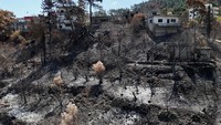Sekarang, semuanya hangus dan kelabu. Hutan terbakar habis, dengan lebih dari 15.000 hektar lahan pertanian dan hutan berubah menjadi abu hanya dalam 10 hari. Foto: REUTERS/Karam al-Masri