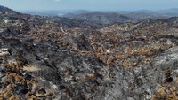Kebakaran hutan, yang berkobar hebat oleh angin panas dan tanah yang keras akibat kekeringan, meninggalkan dunia yang dipenuhi batang pohon yang menghitam dan tanah yang hangus. Foto: REUTERS/Karam al-Masri