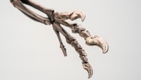 Spesimen ini digali pada tahun 1996 di Bone Cabin Quarry di Wyoming dan sebelumnya telah dipamerkan dalam bentuk tanpa rangka di Museum of Ancient Life di Utah. Ini adalah Ceratosaurus terlengkap kedua yang pernah ditemukan, setelah holotipe asli di Museum Nasional Sejarah Alam Smithsonian. Foto: REUTERS/Eduardo Munoz