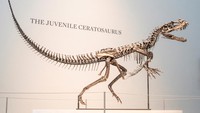 Kerangka remaja Ceratosaurus dipajang di Sotheby’s New York, menjadi sorotan utama dalam lelang Sejarah Alam yang akan berlangsung pada 16 Juli 2025. Cassandra Hatton, wakil ketua Sothebys dan kepala global sains dan sejarah alam mengatakan, ini adalah satu dari hanya empat Ceratosaurus yang diketahui di dunia. Dan dari keempatnya, inilah satu-satunya yang masih remaja. Foto: REUTERS/Eduardo Munoz
