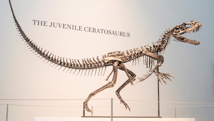 Kerangka Dinosaurus Super Langka Siap Dilelang di New York, Ini Wujudnya The juvenile Ceratosaurus nasicornis skeleton is displayed during the press preview of Sothebyβs Natural History auction in New York City, U.S., July 8, 2025. REUTERS/Eduardo Munoz