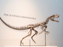 Kerangka Dinosaurus Super Langka Siap Dilelang di New York, Ini Wujudnya