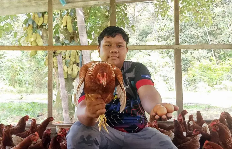 Kisah sukses pria peternak ayam