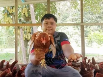 Cuan! Pria Ini Bisa Raup Rp 45 Juta Sebulan Hasil Ternak Ayam