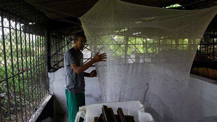 Lalat Jadi Sumber Harapan di Tengah Krisis Kuba Yodermis Diaz, 51, shows black soldier flies contained in a net at his farm's workshop on the outskirts of Havana, Cuba July 8, 2025. REUTERS/Norlys Perez TPX IMAGES OF THE DAY
