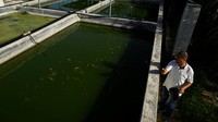 Tahun lalu, Diaz menjual 300 kilogram larva ke peternakan ikan air tawar di Kuba, dengan setiap kilogram dijual seharga 450 peso (sekitar $3,75, dengan nilai tukar resmi saat dolar tersedia). Ia berharap dapat menjual 1.000 kg tahun ini. Jumlah tersebut jauh lebih besar daripada yang bisa ia dapatkan sebagai seorang dokter, meskipun ia mengatakan bahwa minat utamanya adalah keberlanjutan bagi Kuba. Foto: REUTERS/Norlys Perez