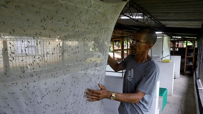 Lalat Jadi Sumber Harapan di Tengah Krisis Kuba