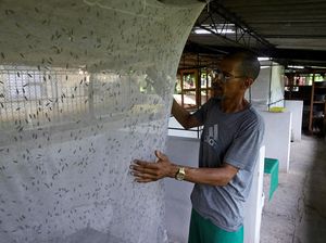 Lalat Jadi Sumber Harapan di Tengah Krisis Kuba
