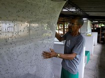 Lalat Jadi Sumber Harapan di Tengah Krisis Kuba