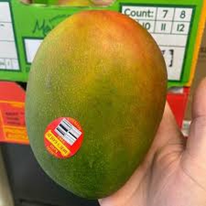 Mangga termahal di dunia Gokil! 10 Mangga Termahal di Dunia Harganya Ada yang Rp 5,6 Juta/Kg