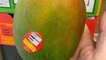 Gokil! 10 Mangga Termahal di Dunia Harganya Ada yang Rp 5,6 Juta/Kg