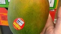 Di Mesir ada mangga varietas Keitt yang dianggap premium sebab buahnya juicy dan seratnya yang halus. Untuk menikmati mangga yang manisnya menyegarkan ini harus merogoh kocek Rp 94.000 per buah. Foto: Jagran Josh