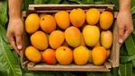 Gokil! 10 Mangga Termahal di Dunia Harganya Ada yang Rp 5,6 Juta/Kg