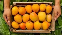 Varietas mangga Malda dari India memiliki ukuran yang besar dan rasa manisnya yang pekat. Satu buah Malda beratny abis amencapai 1 kilogram, sehingga tak heran harganya dijual mencapai Rp 47.000 per buah. Foto: Jagran Josh