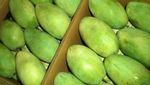 Gokil! 10 Mangga Termahal di Dunia Harganya Ada yang Rp 5,6 Juta/Kg