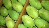 Sekilas mangga langra dari India tampak sama dengan mangga lainnya. Tetapi ciri khasnya terletak dari seratnya yang padat membuat mangga ini dianggap premium dengan harga jual Rp 56.000 per buah. Foto: Jagran Josh