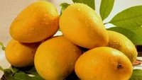 Ada varietas mangga Imam Pasand yang populer di India sebab rasa manisnya yang kuat. Buah ini dianggap sebagai mangga premium sehingga harganya dipatok Rp 132.000 per buah. Foto: Jagran Josh